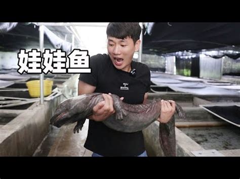 娃娃魚價錢|【娃娃魚】娃娃魚怎麼養 娃娃魚的分類 娃娃魚多少錢一斤